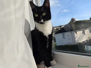 Mixed Breed cats Kitten for sale - Advert 7