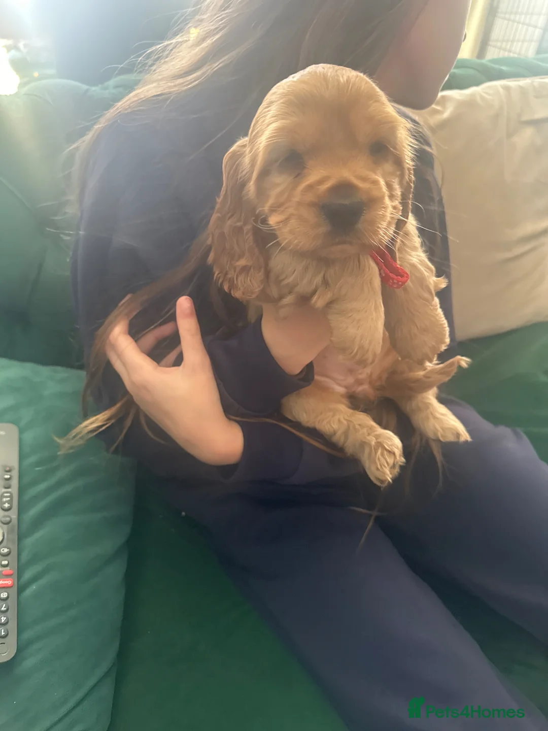 Cocker Spaniel dogs for sale: DUE TO A TIME WASTER A FEMALE HAS BECOME AVAIL - Advert 6