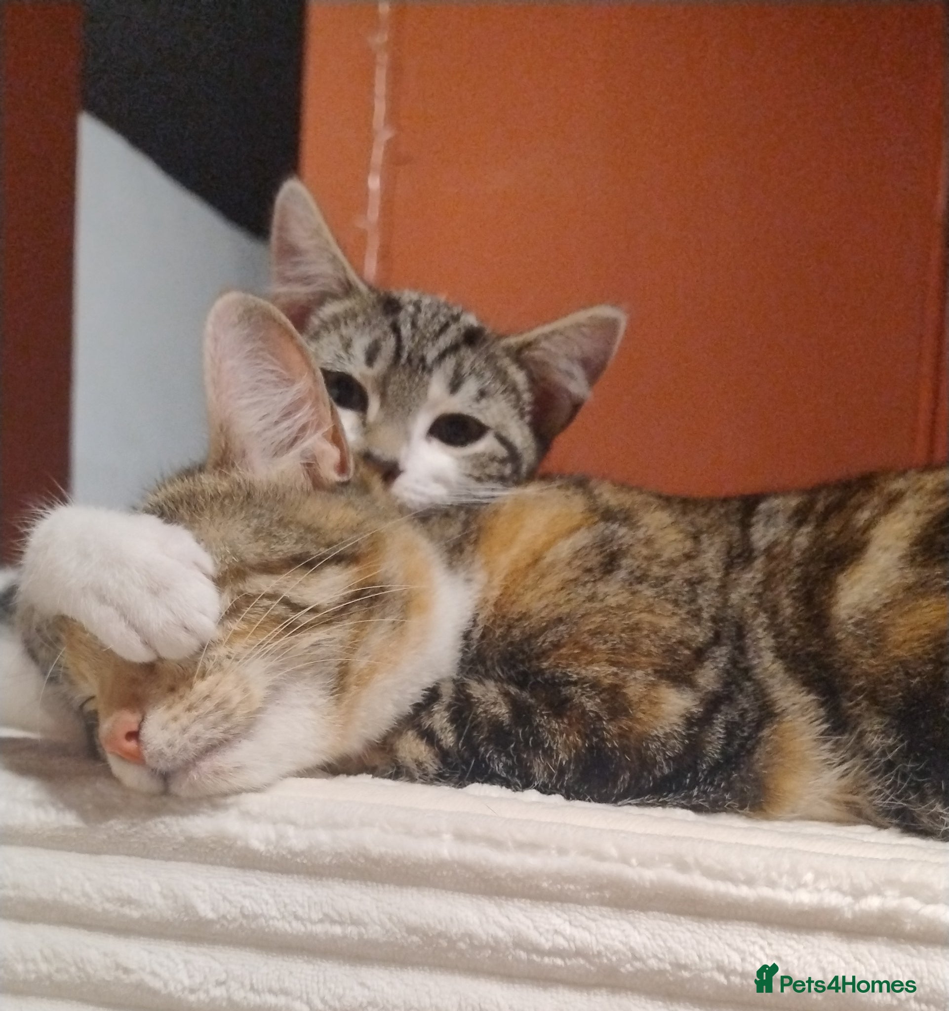 American Shorthair cats Beautiful playful male kitten for sale. - Advert 6