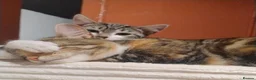 American Shorthair cats for sale: Beautiful playful male kitten for sale. - Advert 1