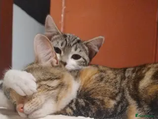 American Shorthair cats Beautiful playful male kitten for sale. - Advert 6