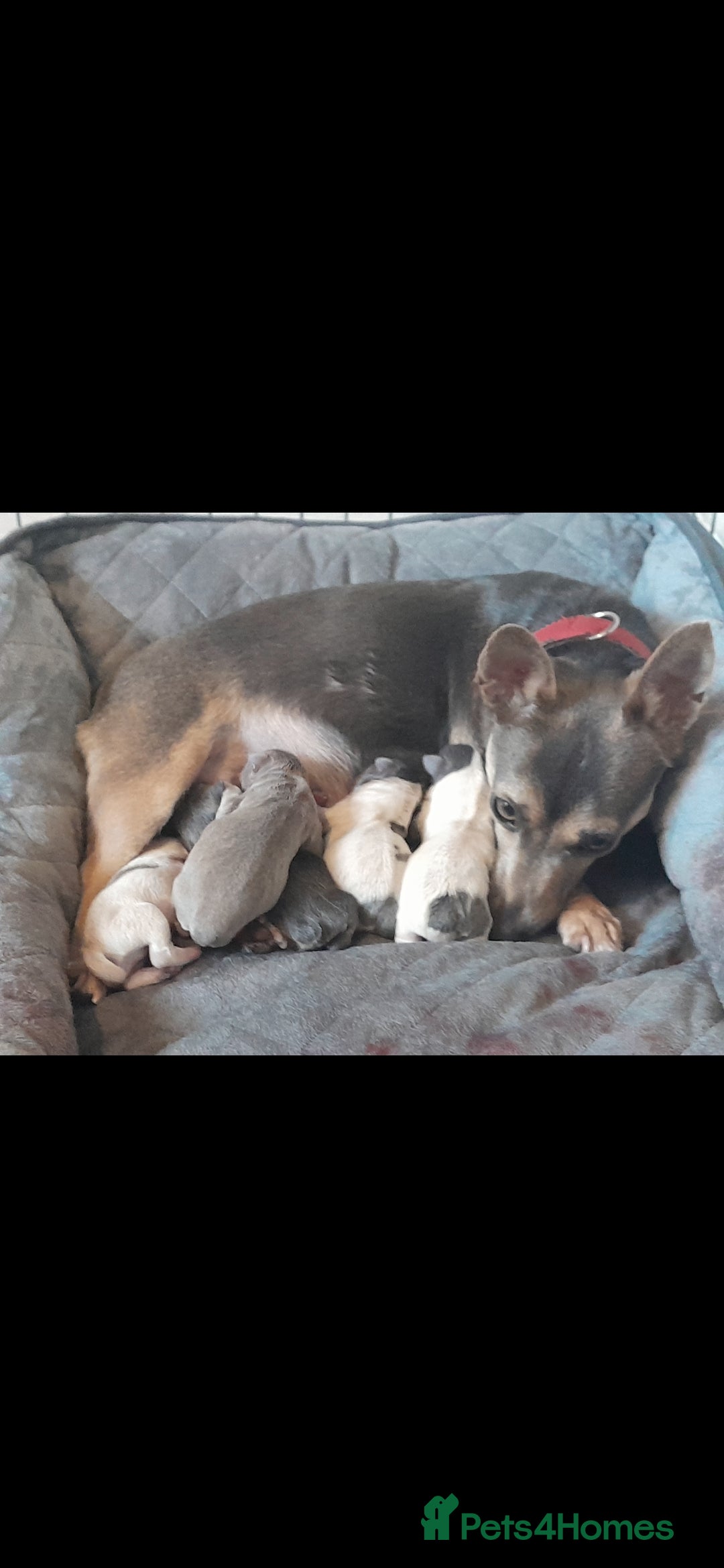 Jack Russell dogs for sale: Miniature Wenlock jack russell terriers - Image 8