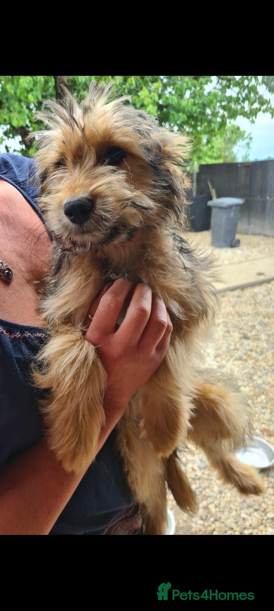 Mixed Breed dogs for adoption: Buttons.  female small breed - Advert 3