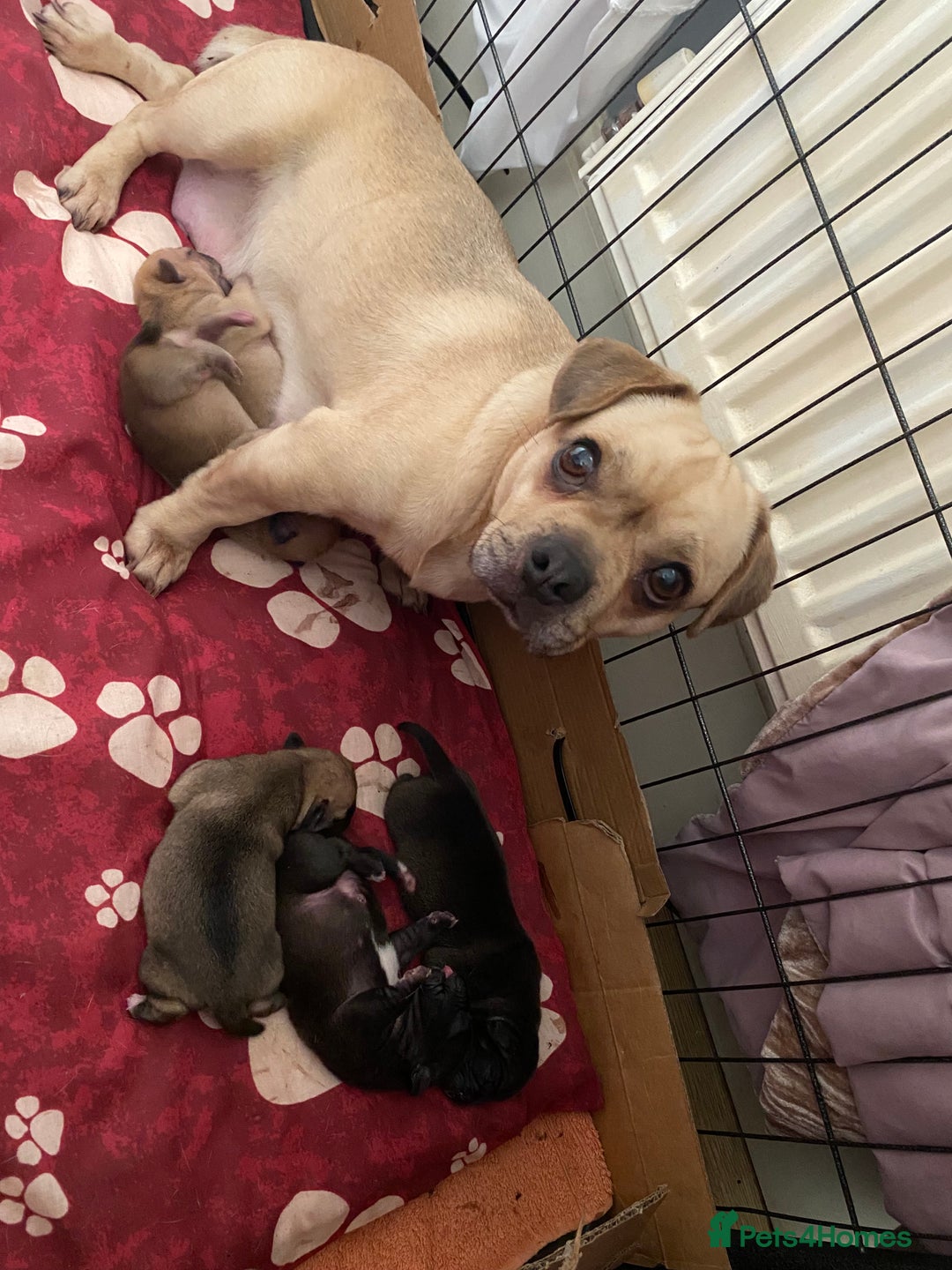 Jug dogs for sale: Jug pups  - Advert 7