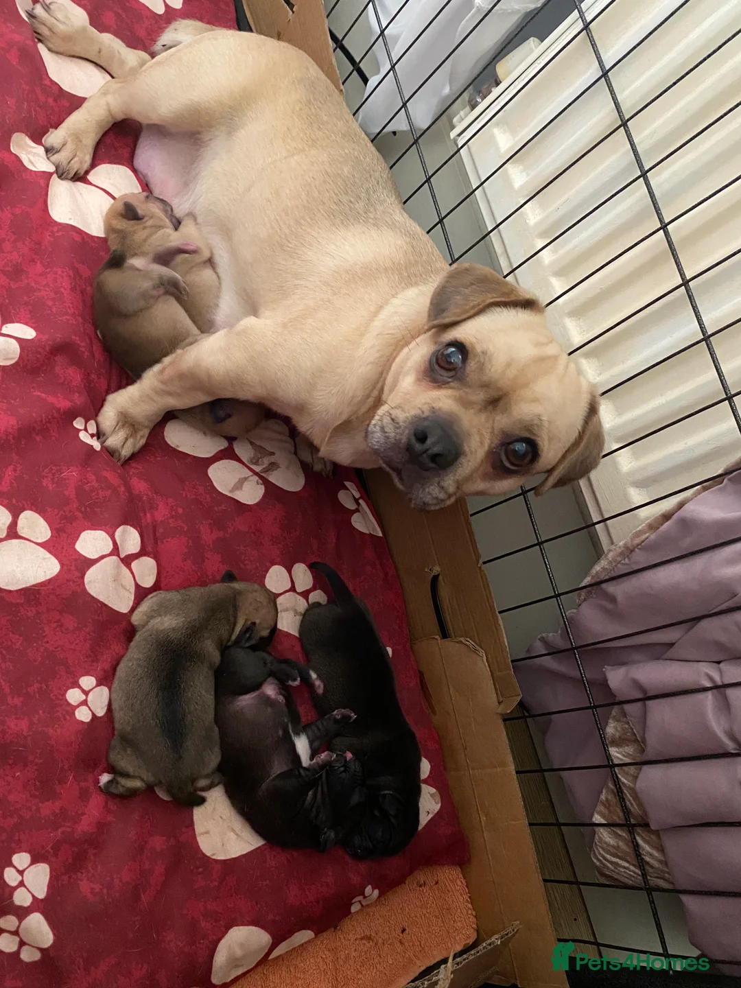 Jug dogs for sale: Jug pups  - Advert 12