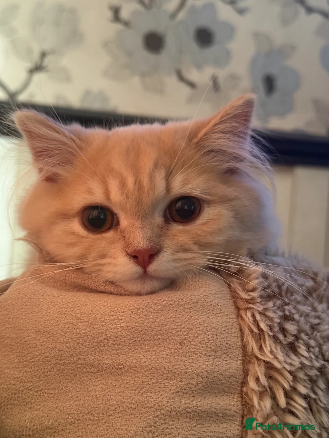 British Longhair cats for sale: Full pedigree GCCF registered British Longhair   - Advert 10