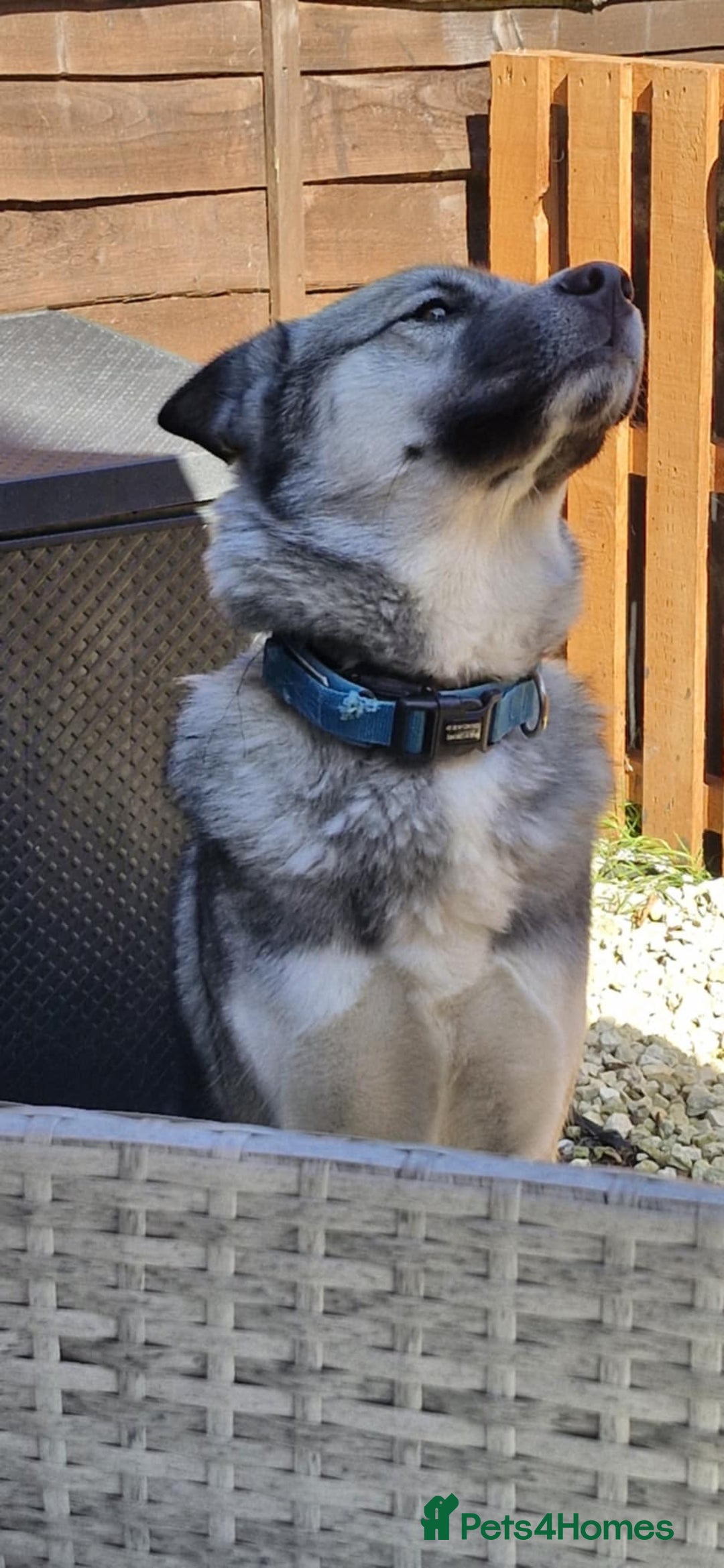 Mixed Breed dogs for sale: Storm - 2 years old - Advert 3