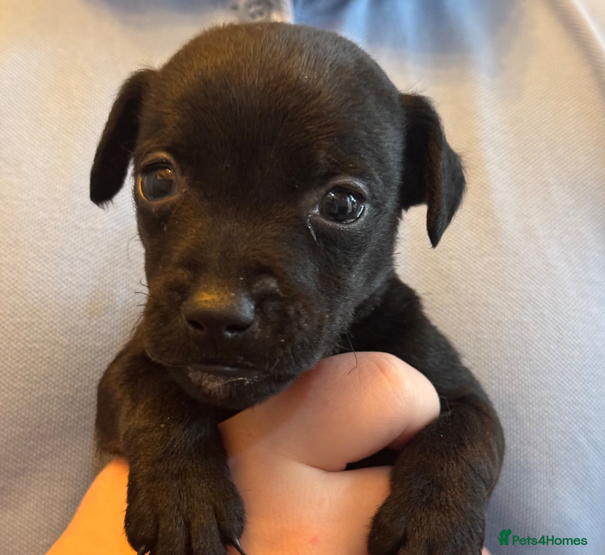 Patterdale Terrier dogs Rough curly coated full patterdales - Advert 1