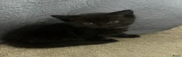 Mixed Breed cats for sale: Beautiful fluffy black kittens - Advert 2