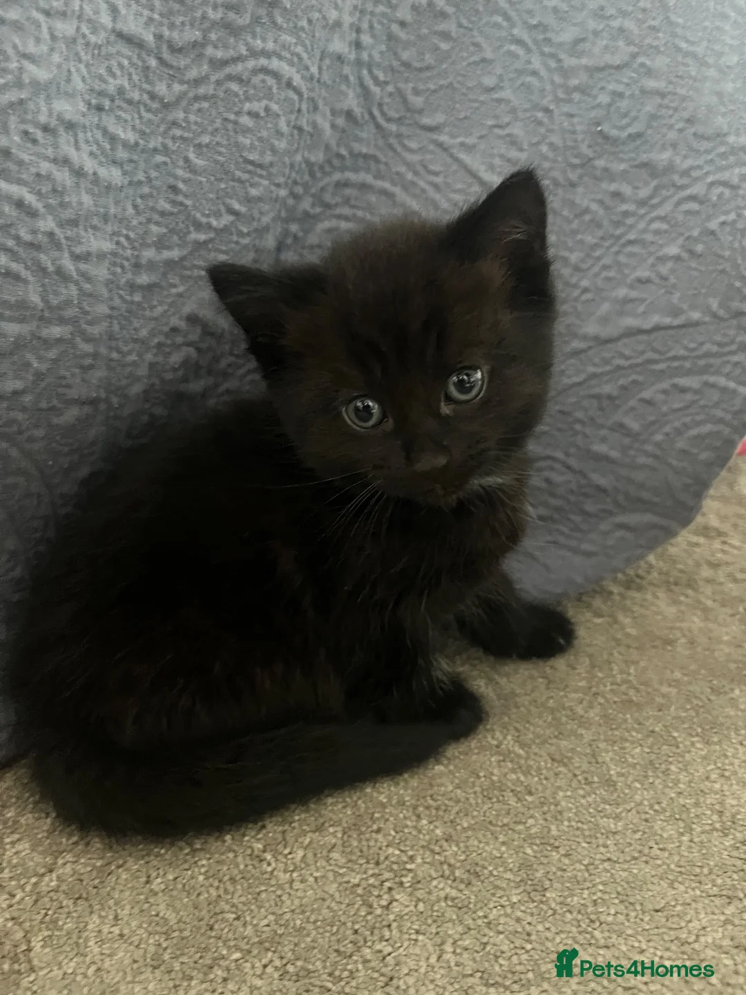 Mixed Breed cats for sale: Beautiful fluffy black kittens - Advert 2