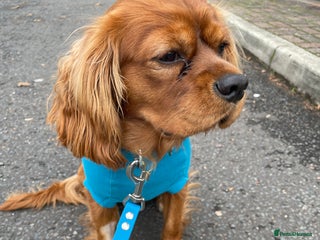 Cavalier King Charles Spaniel dogs - Advert 9