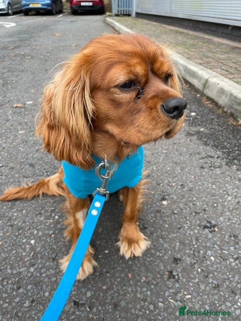 Cavalier King Charles Spaniel dogs - Advert 1