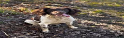English Springer Spaniel dogs for sale: 🐾 KC Registered Working Springer Spaniel Puppies  - Advert 1
