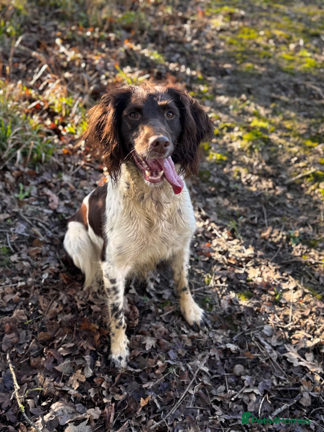 English Springer Spaniel dogs for sale: 🐾 KC Registered Working Springer Spaniel Puppies  - Advert 1