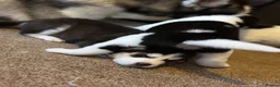 Huskita dogs for sale: Beautiful Huskey pups 3/4 still available  - Advert 5