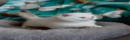 British Shorthair cats for sale: 🌟Adorable Golden Pure BSH kittens 🌟 - Advert 29