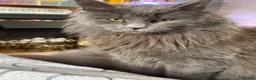 Mixed Breed cats for sale: Two beautiful half Maine Coon kittens - Advert 10
