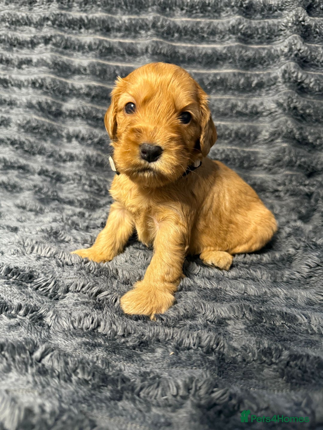 Cockapoo dogs for sale: F1 RARE VILLASPANIOL CHAMPION LINE  COCKAPOOS  - Advert 5