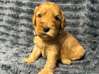 Cockapoo dogs F1 RARE VILLASPANIOL CHAMPION LINE COCKAPOOS - Advert 5