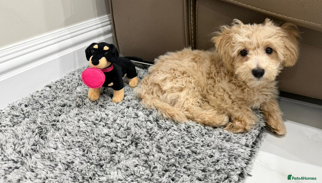 Poochon dogs for sale: Loving home needed for fully vaccinated Poochon - Advert 3