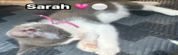 Mixed Breed cats for sale:  Beautiful cuddly kittens  - Advert 24