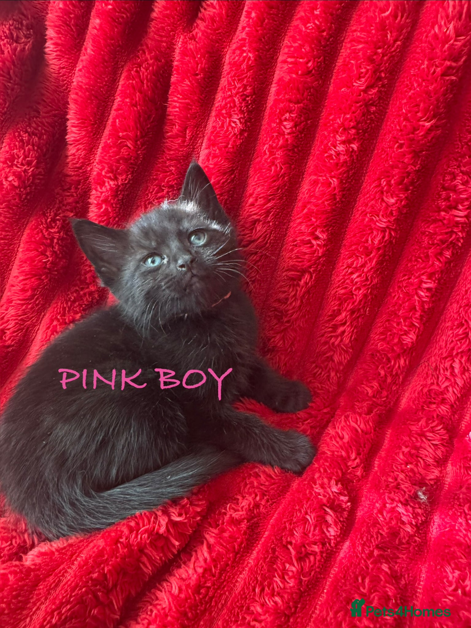 Mixed Breed cats Beautiful blacks looking for loving families - Advert 13