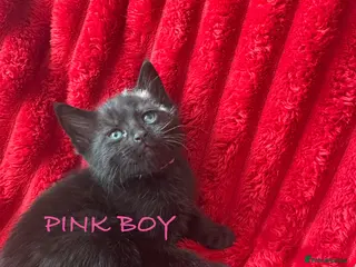 Mixed Breed cats Beautiful blacks looking for loving families - Advert 13