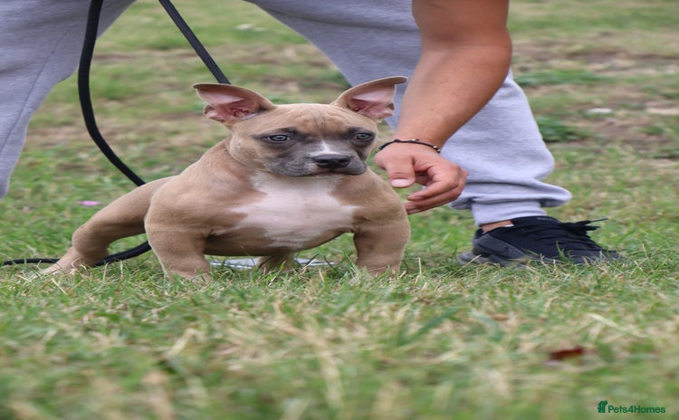 American Bully dogs - Advert 1