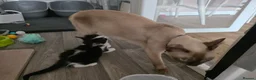 Burmese cats for sale: Burmese x - Advert 8