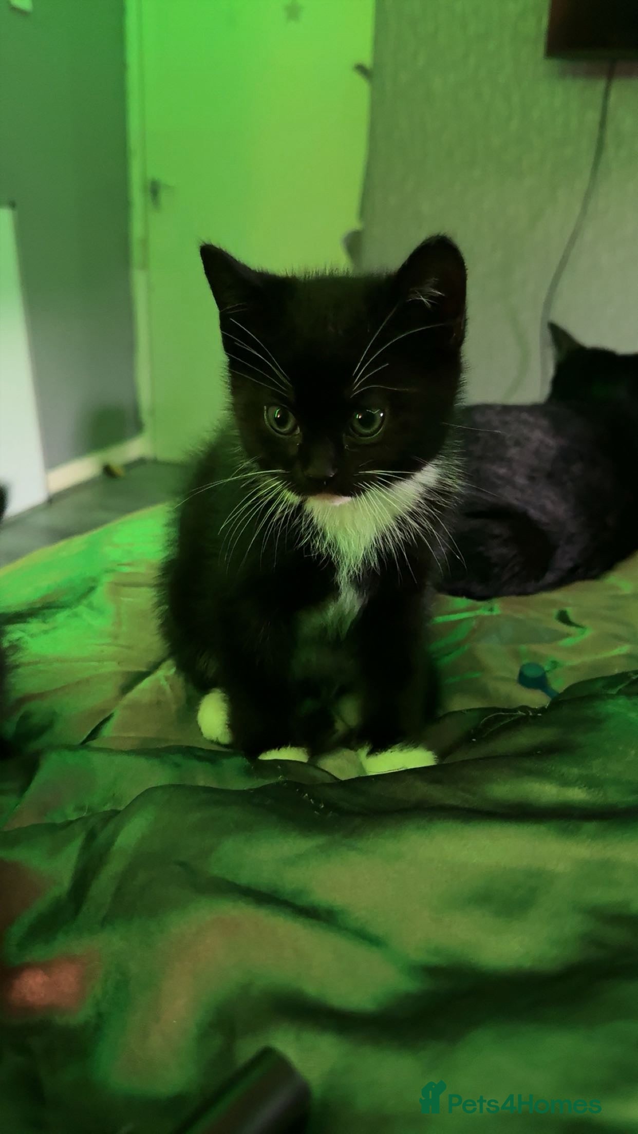 American Shorthair cats kitten - Advert 1