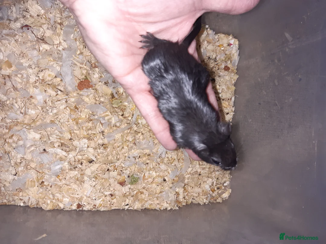 Gerbil rodents for sale: Super friendly gerbils from hobby breeder  - Advert 22