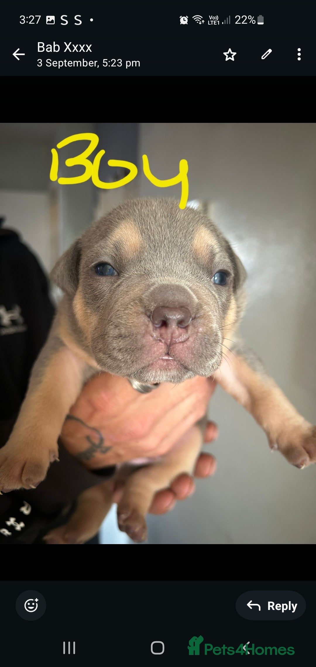 Mixed Breed dogs for sale: Pocket bully pups - Image 4