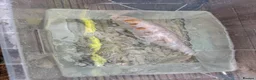 Koi Carp fish for sale: Koi fish (x3 left) - Advert 13