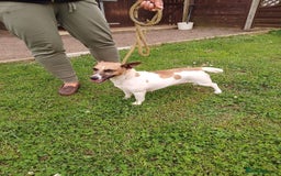 Jack Russell dogs for sale: Loving Jack Bitch needing a new home.  - Image 1