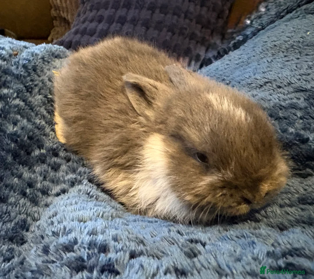 Mini Lop rabbits for sale: Beautiful pure bred mini lop bunnies - Advert 16