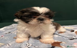 Shih Tzu dogs for sale: Puppies shih tzu - Image 5