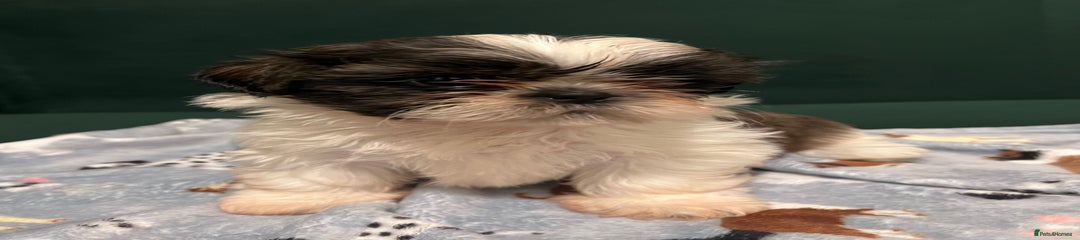 Shih Tzu Puppy 4