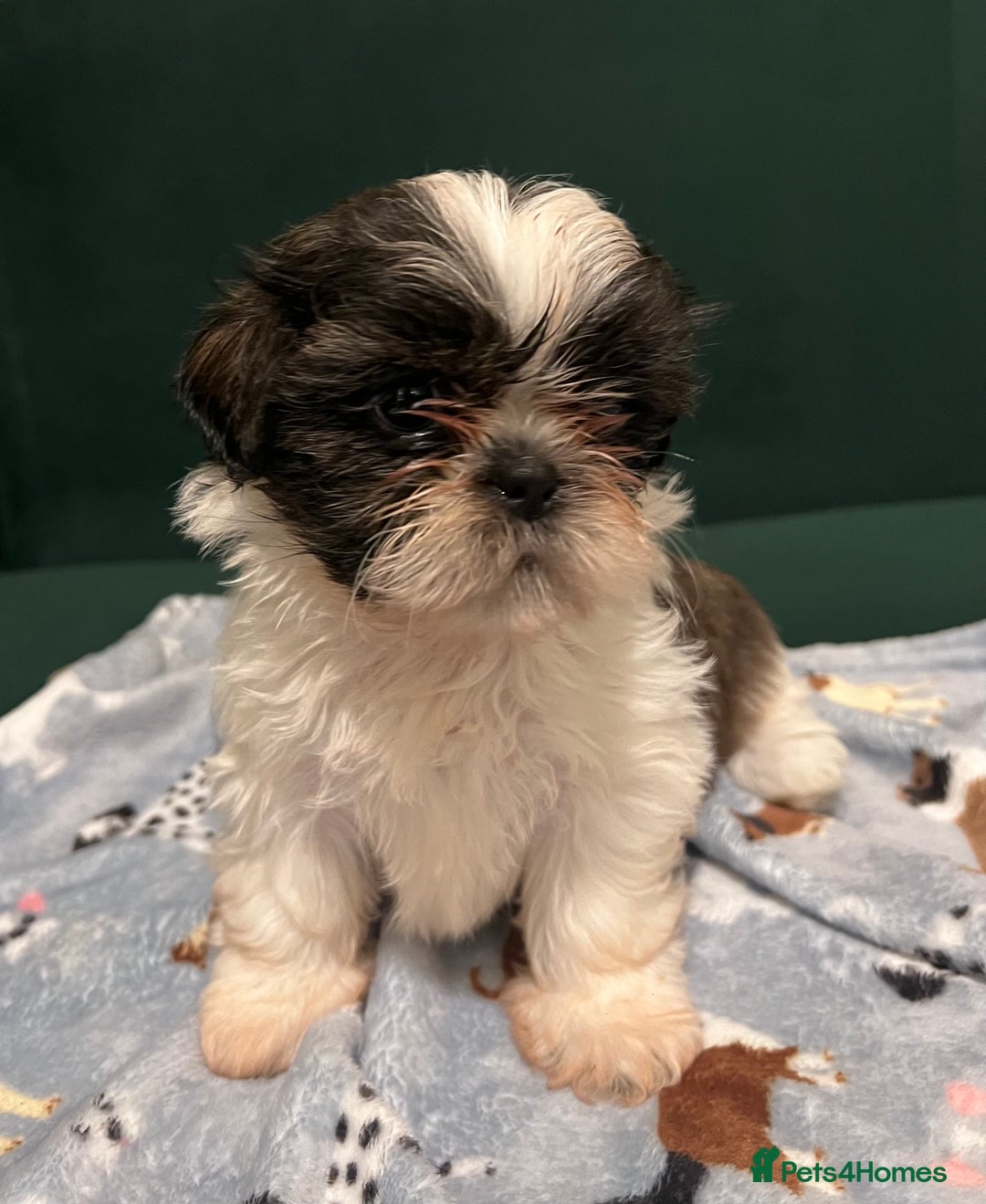 Shih Tzu dogs for sale: Puppies shih tzu - Image 5