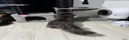 Maine Coon cats for stud: 🐱 STUD SERVICE – MR CROWLEY 🐱 - Advert 3