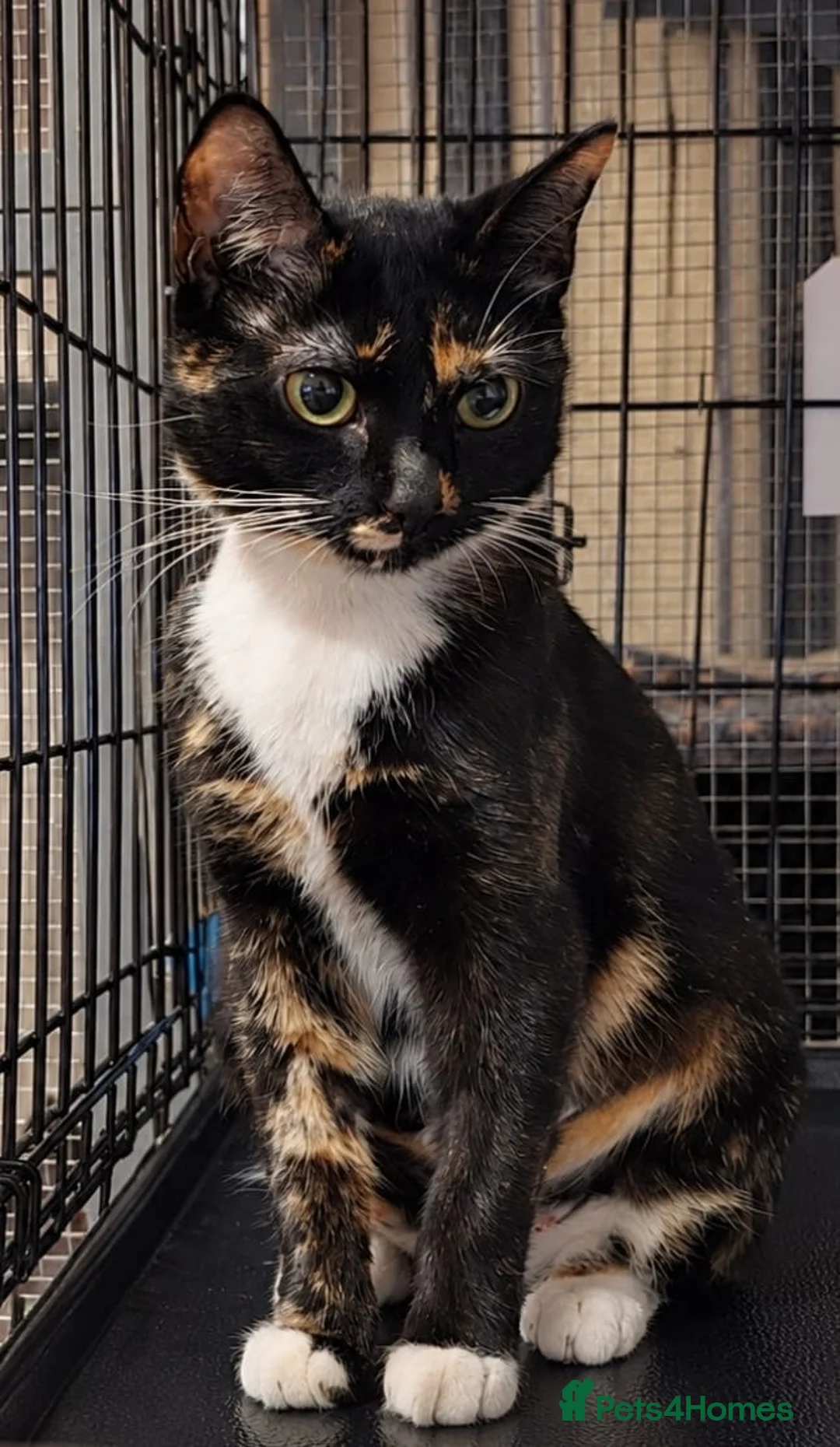 Domestic Shorthair cats for adoption: Jolyne - Adopt Cats in Crisis East London - Advert 1