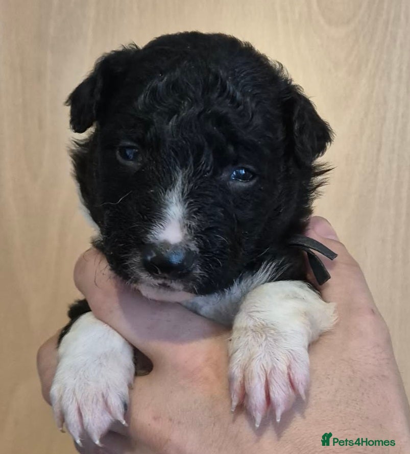 Border Collie dogs 8 beautiful puppies  - Advert 4