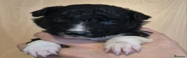 Border Collie Puppy 3