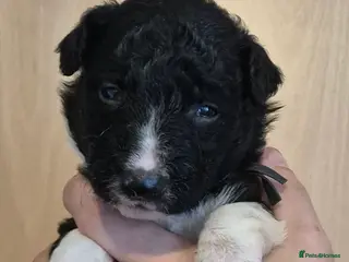 Border Collie dogs 8 beautiful puppies - Advert 4
