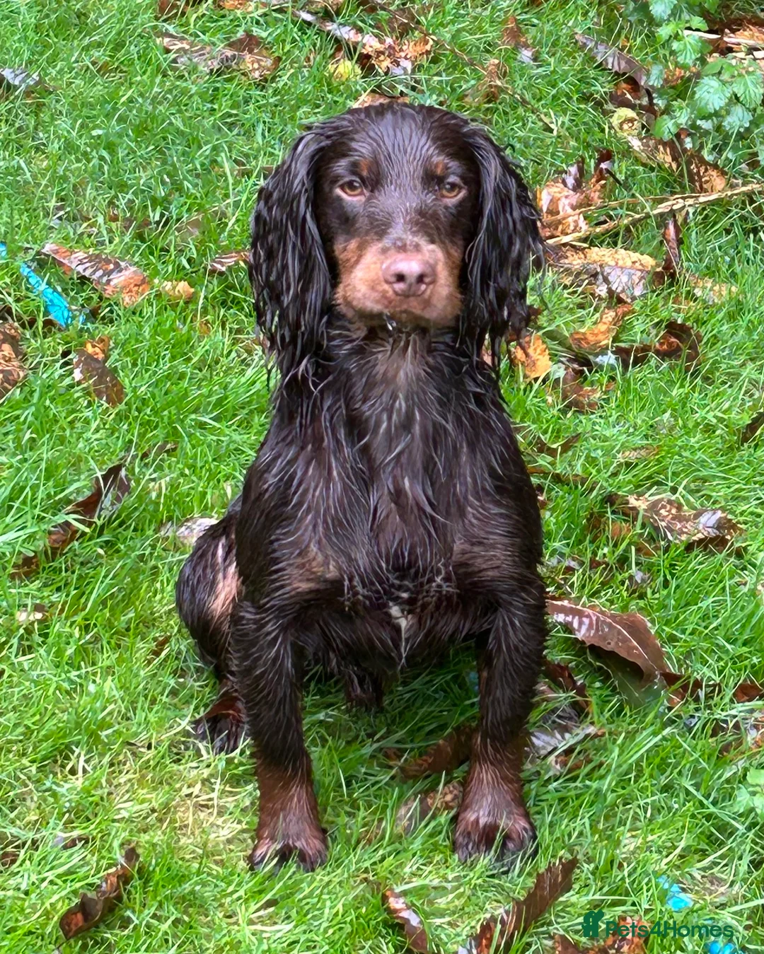 Cocker Spaniel dogs for stud: KC Working Cocker Spaniel Health tested in Ludlow - Advert 4