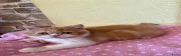 Persian cats for sale: 💕 Beautiful Kittens 💕 - Advert 12