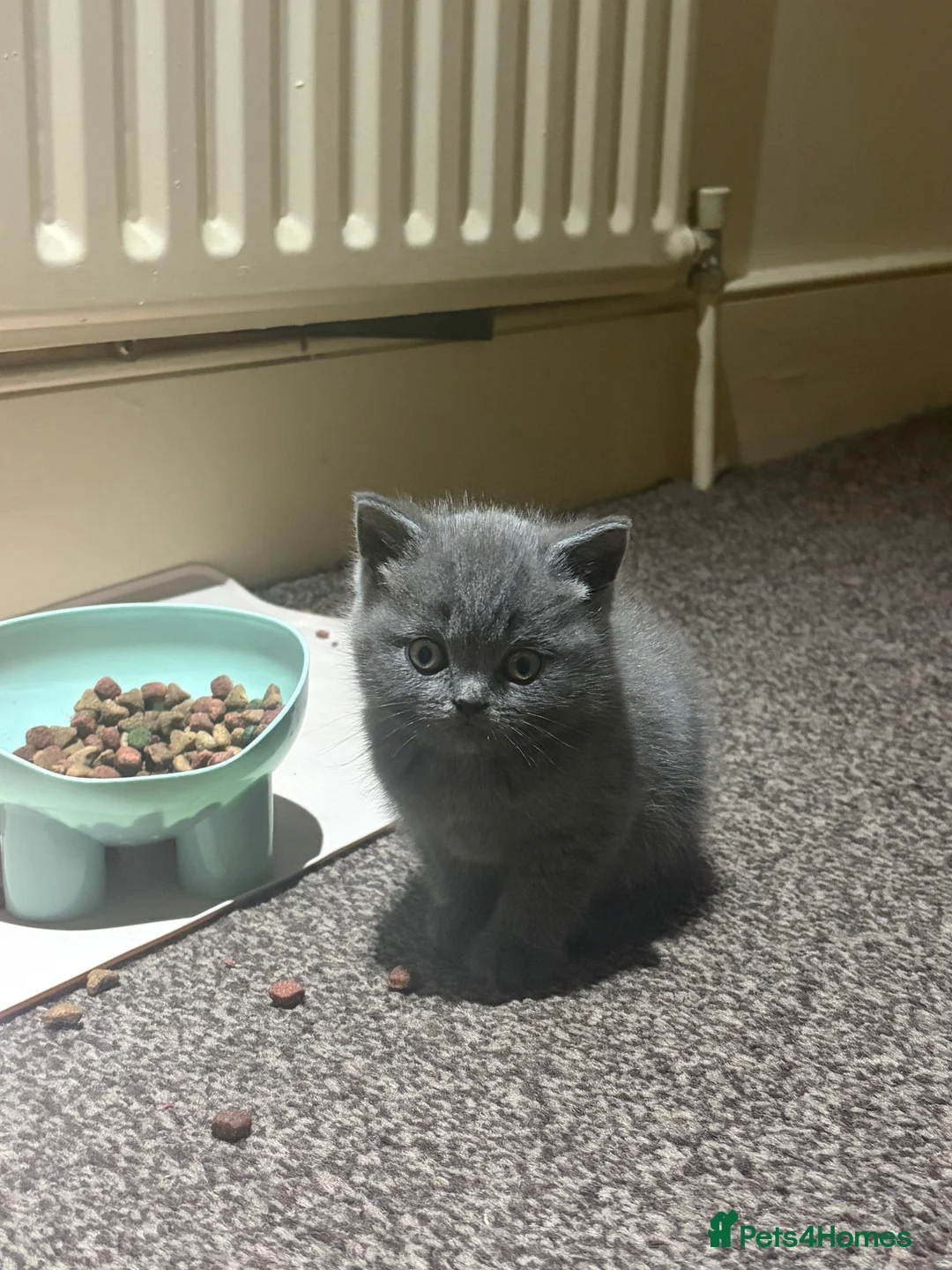 British Shorthair cats for sale: Cute and cuddly British Shorthaired kittens  - Advert 8