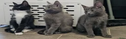 Russian Blue cats for sale: Russian blue x Maine coon kittens 8 weeks old - Advert 2