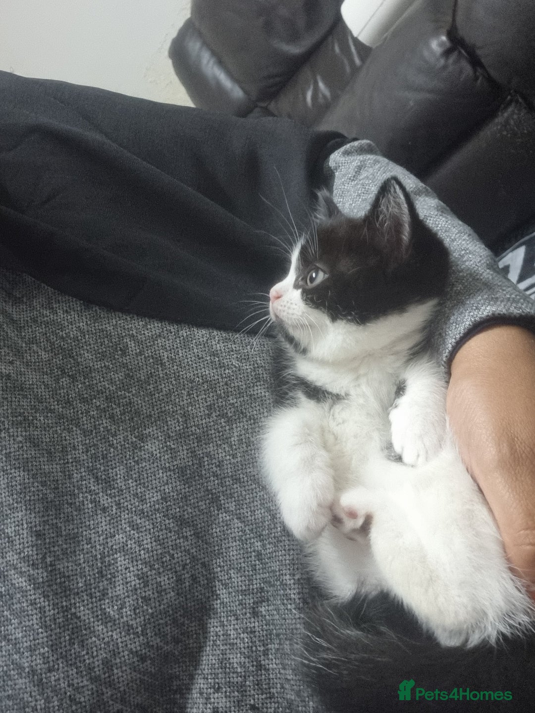 Mixed Breed cats for sale: Beautiful Littter of 4 kittens - Image 10