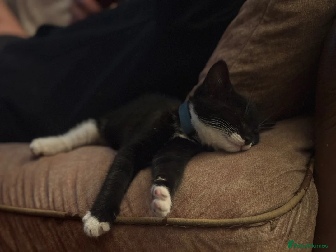 British Shorthair cats for sale: British shorthair male kitten in Stockbridge - Advert 9