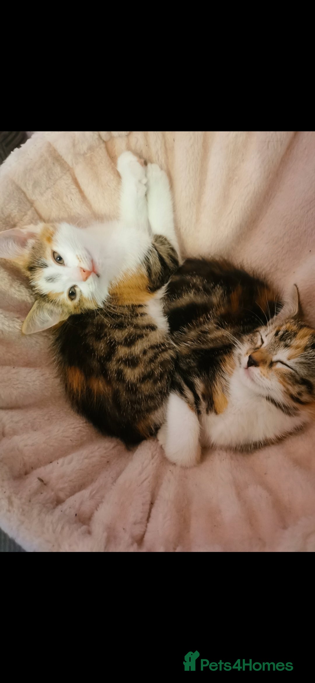 Domestic Shorthair cats for sale: 3 kittens for sale  - Advert 1